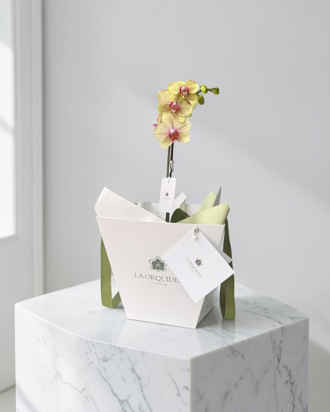 Orquídea Phalaenopsis amarilla moteada de una vara en empaque de regalo blanco de La Orquídea, con tarjeta y dije de plata