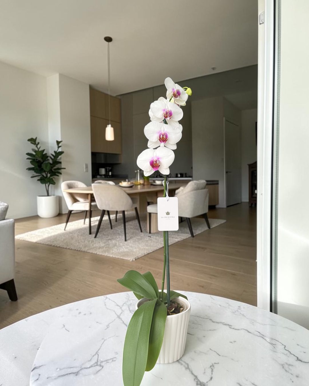 Orquídea blanca con centro fucsia, de una vara, en maceta de cerámica blanca sobre mesa de mármol